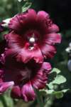 img_8738_small.jpg