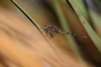 img_3915_small.jpg