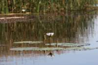 img_4003_small.jpg