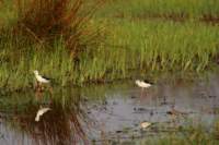 img_4233_small.jpg