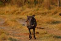 img_4236_small.jpg