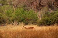 img_4239_small.jpg