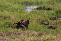 img_4451_small.jpg
