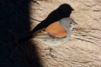 img_0490_small.jpg