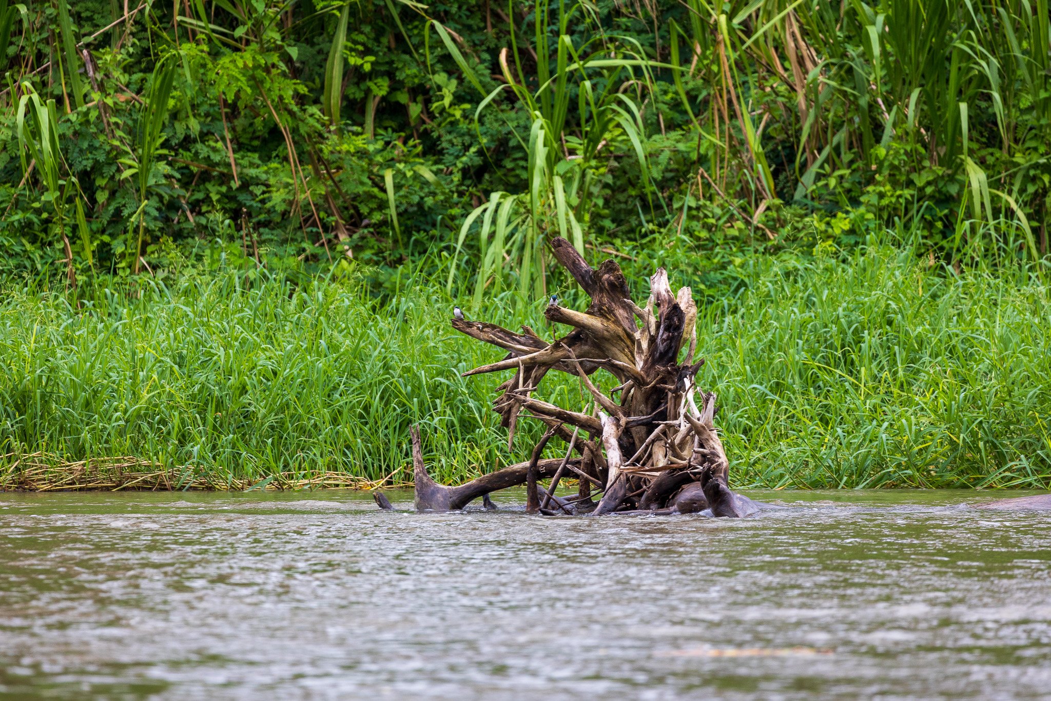 dic24tortuguero19.jpg