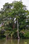 dic24tortuguero29_small.jpg
