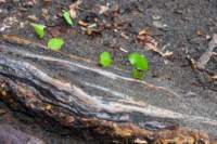 dic24tortuguero68_small.jpg