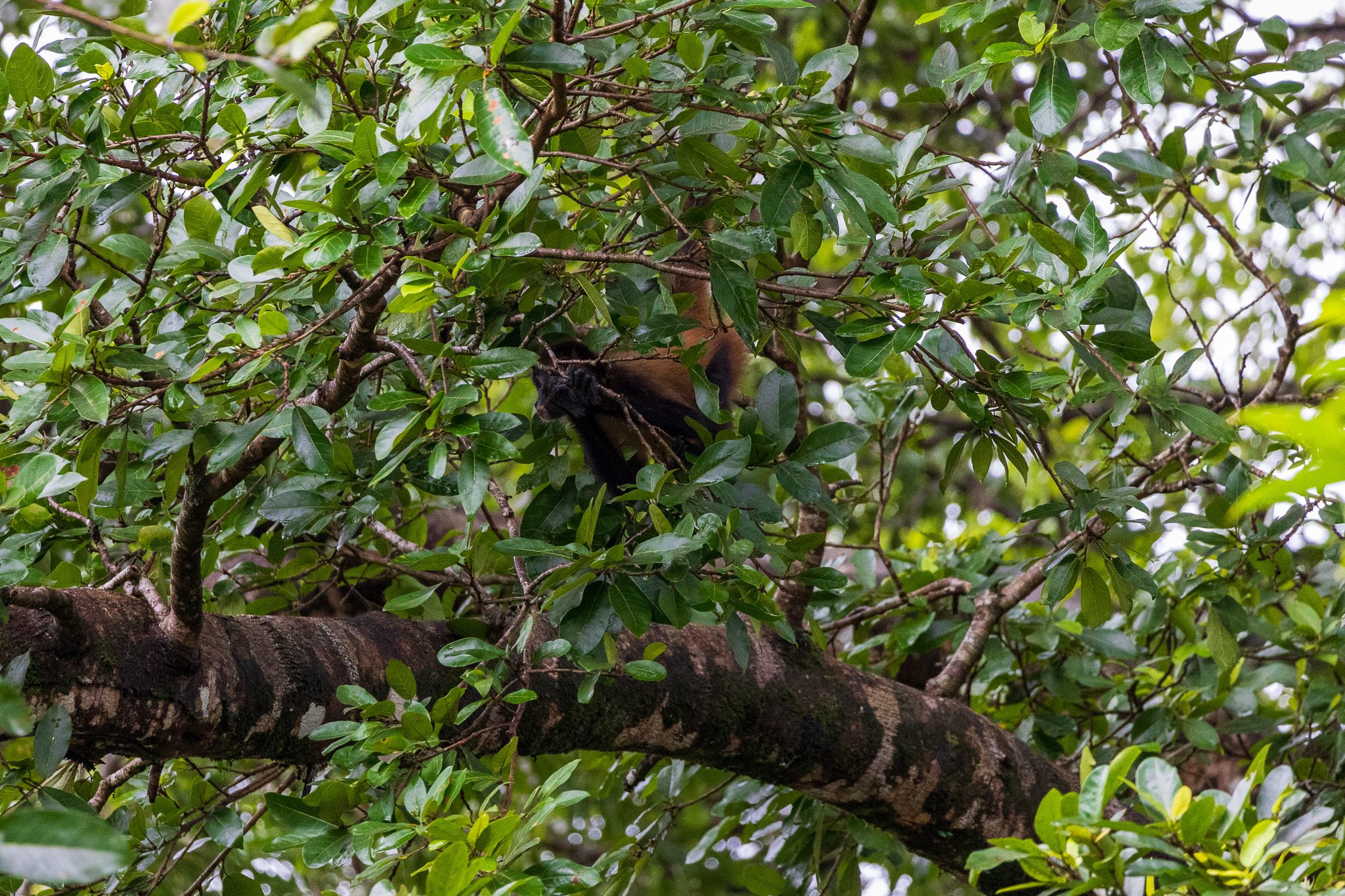 dic24tortuguero.jpg
