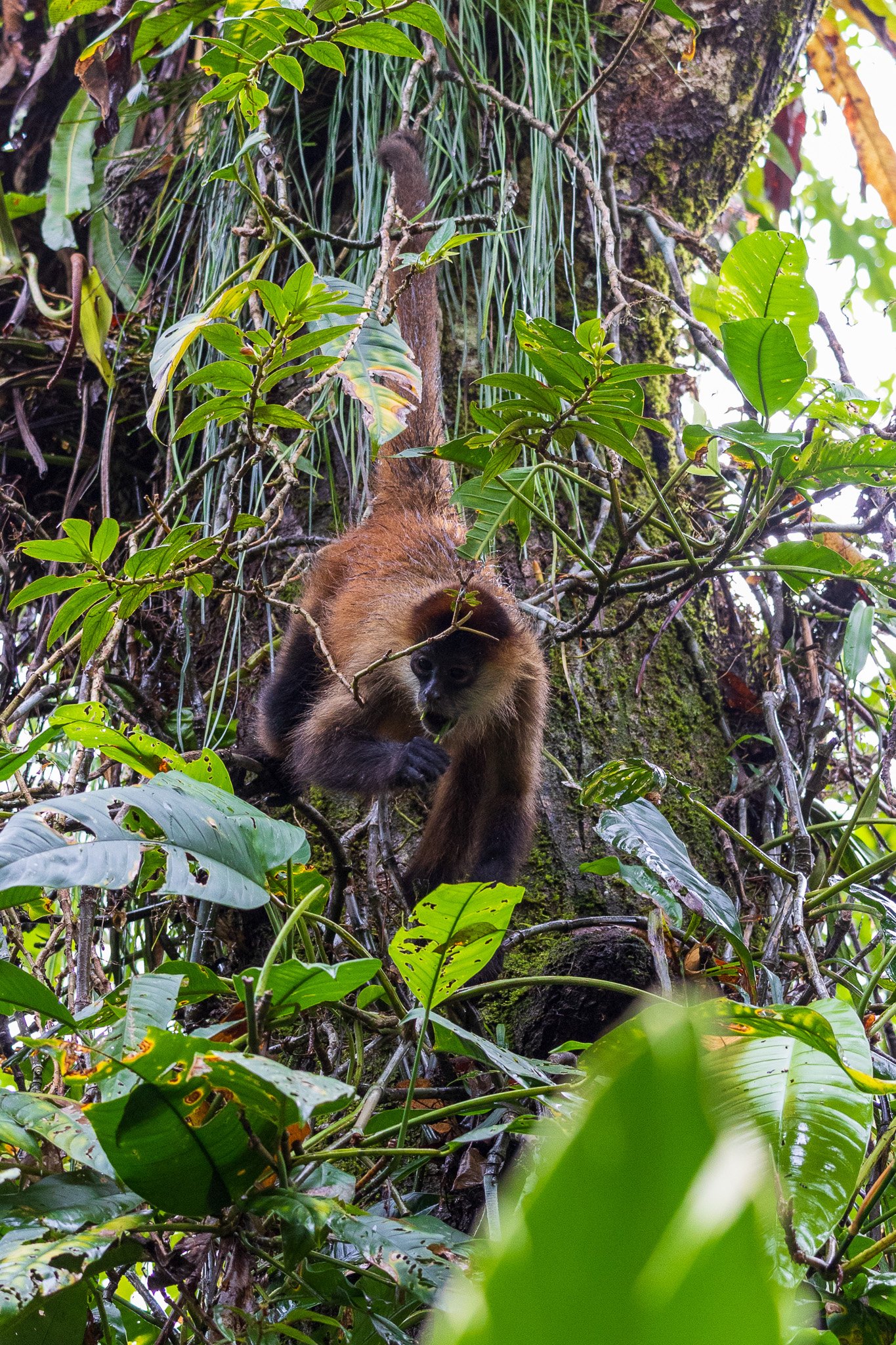 dic24tortuguero26.jpg