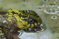 dic24tortuguero37_small.jpg