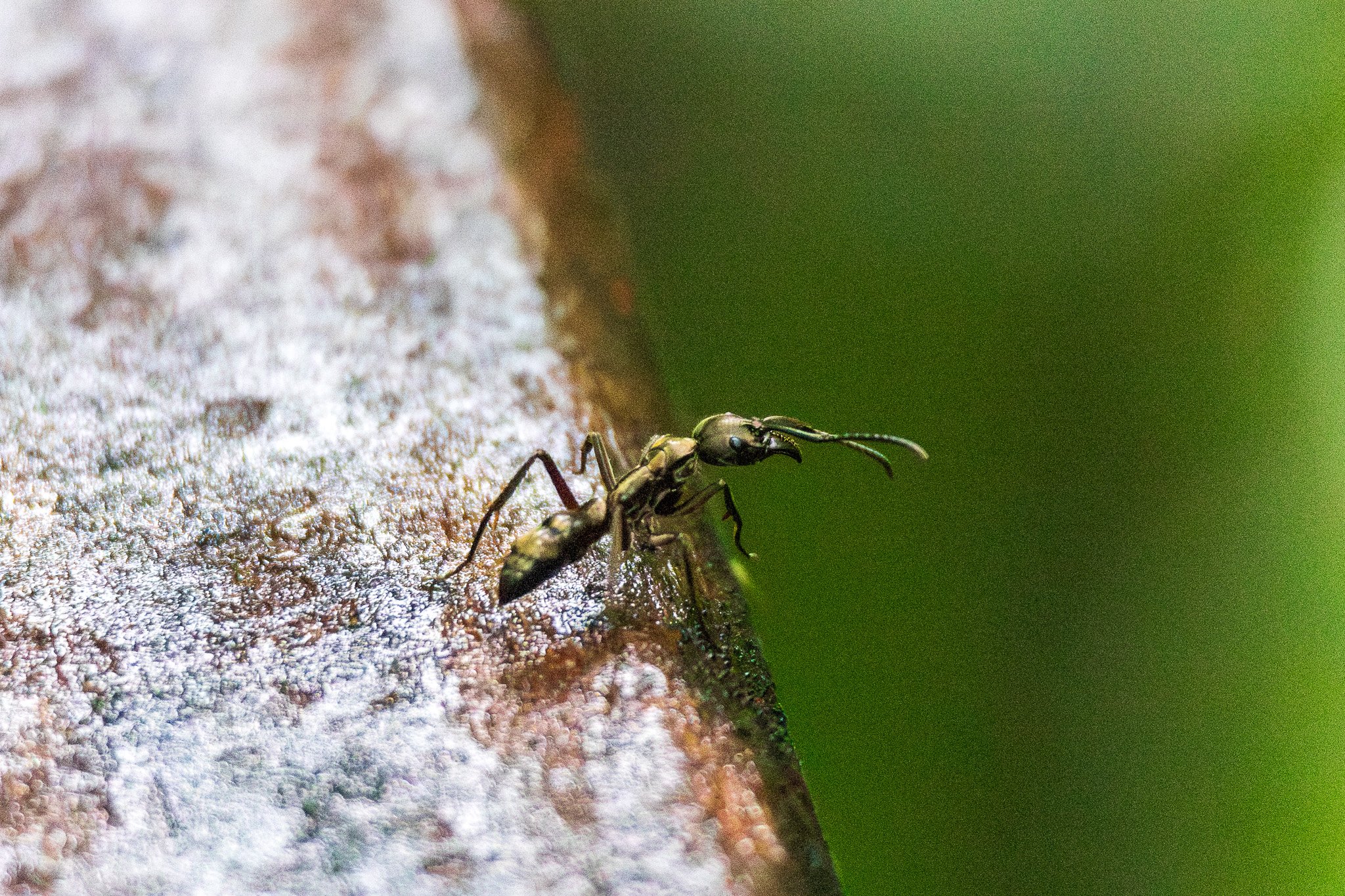 dic24tortuguero42.jpg