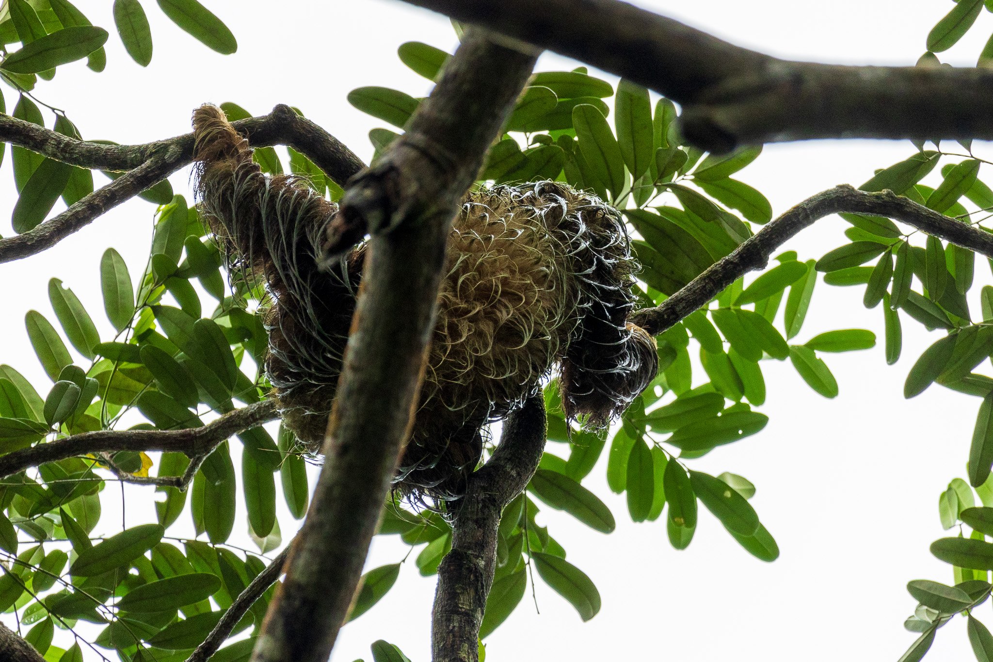 dic24tortuguero6.jpg