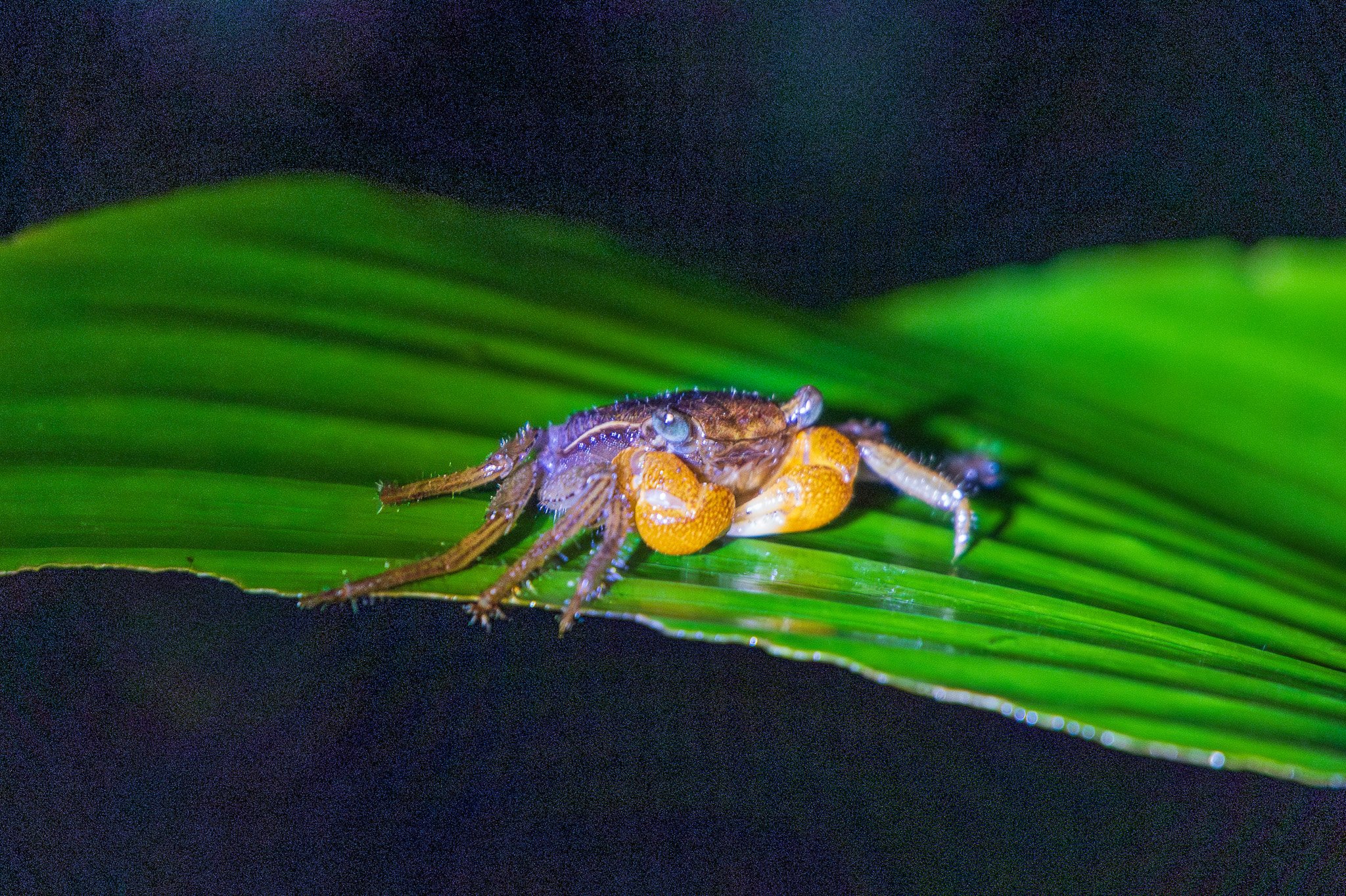 dic24tortuguero10.jpg