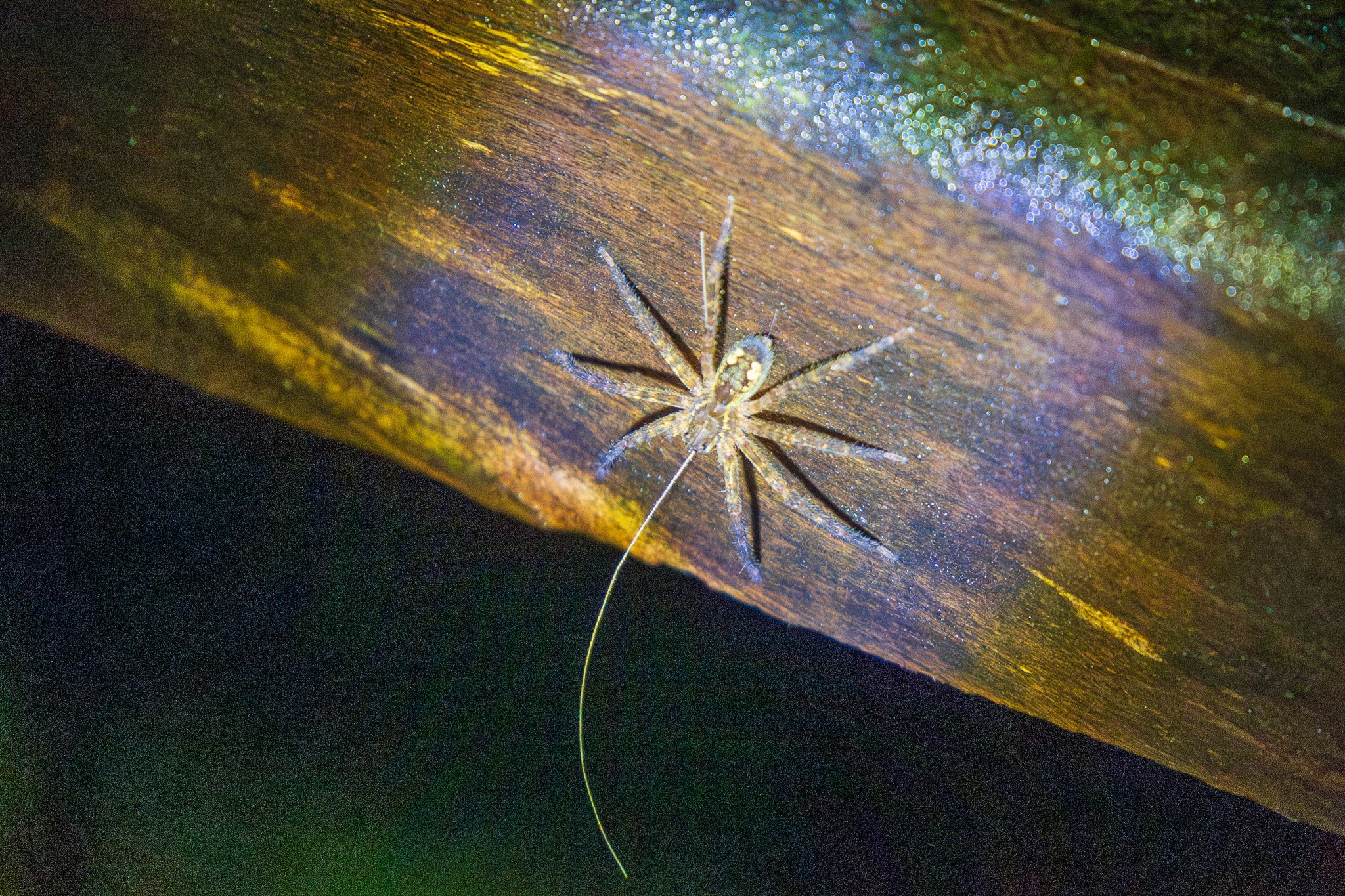dic24tortuguero11.jpg