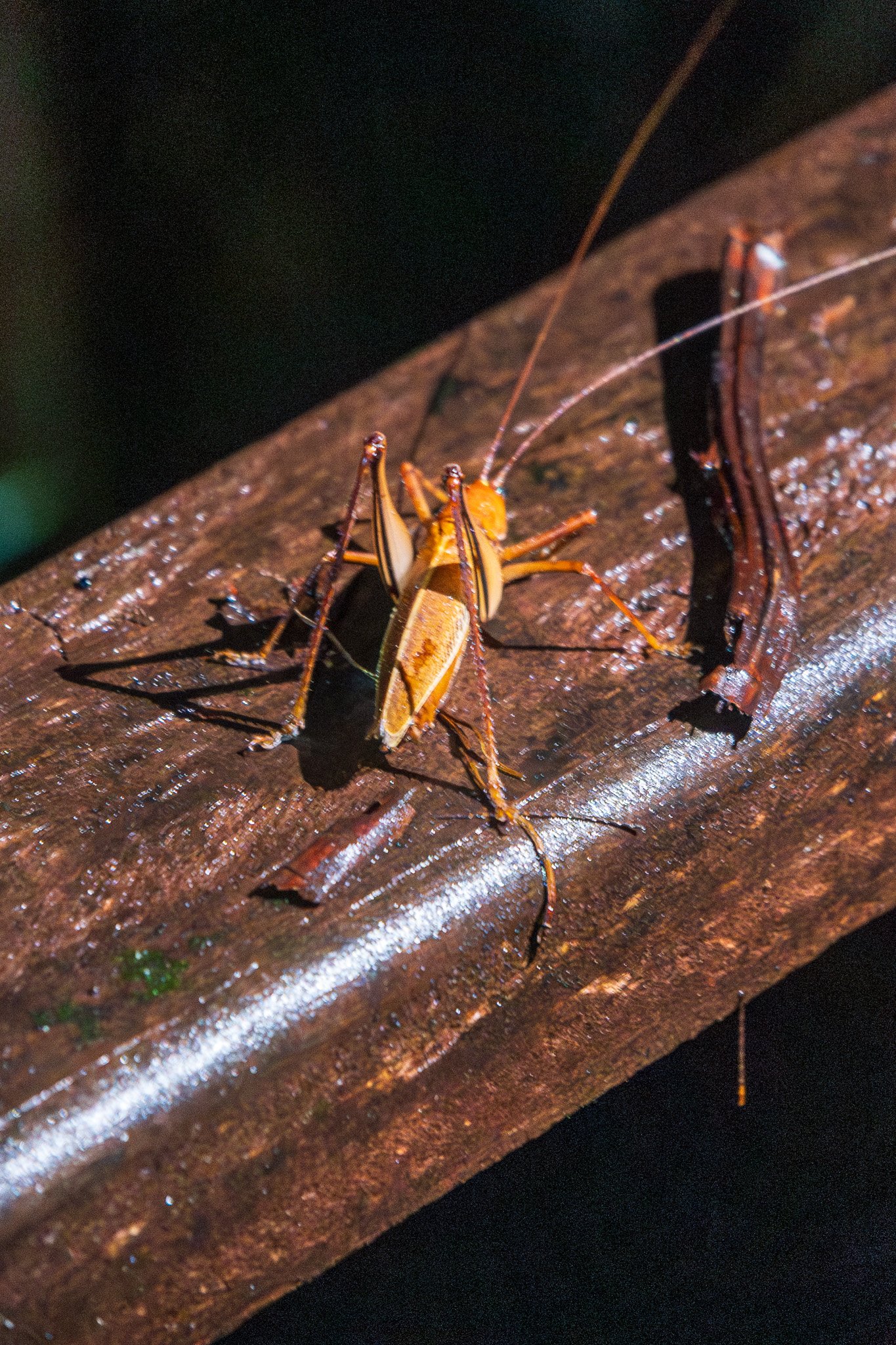 dic24tortuguero15.jpg