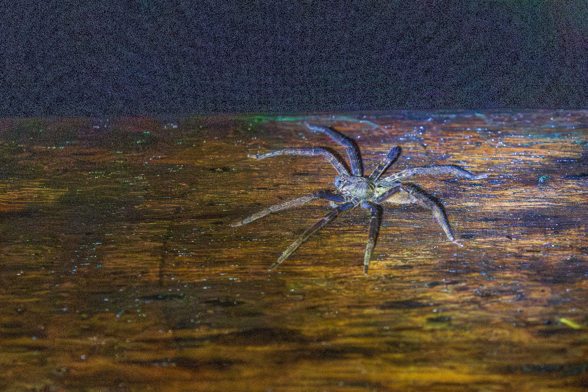dic24tortuguero19.jpg