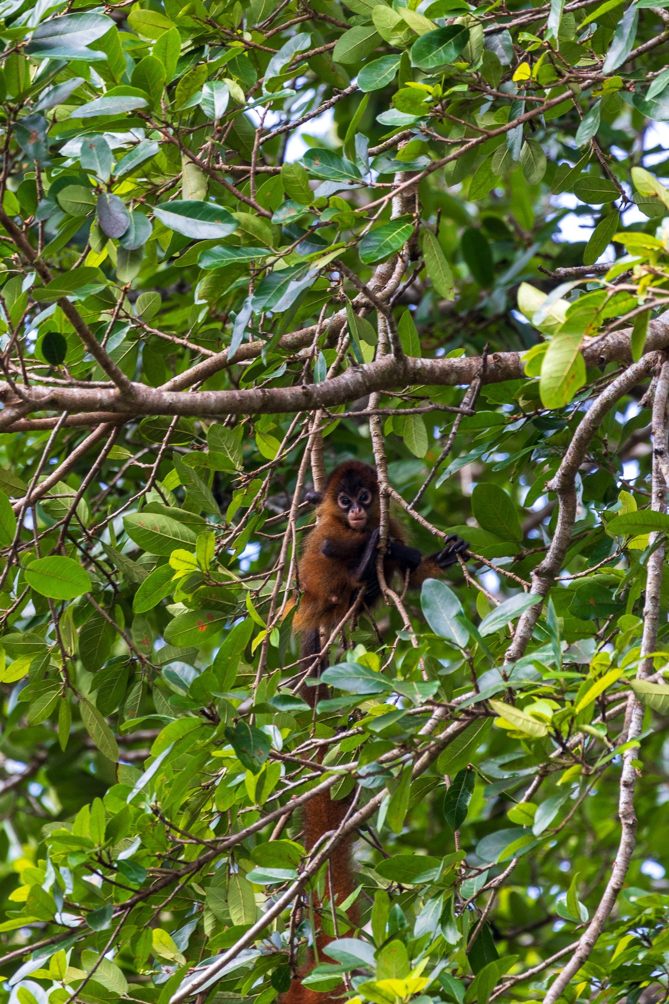 dic24tortuguero27.jpg