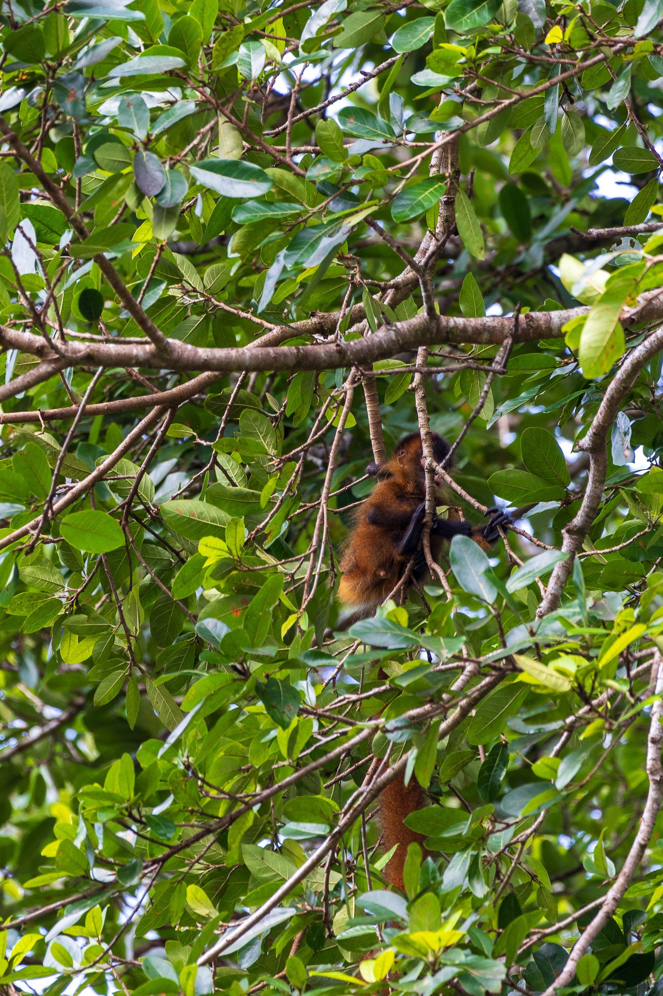 dic24tortuguero29.jpg