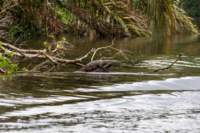dic24tortuguero54_small.jpg