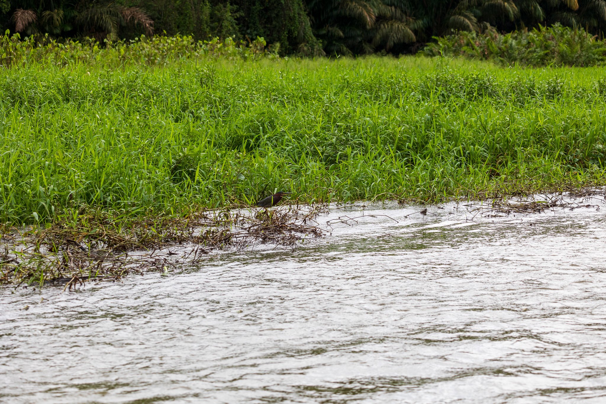 dic24tortuguero58.jpg
