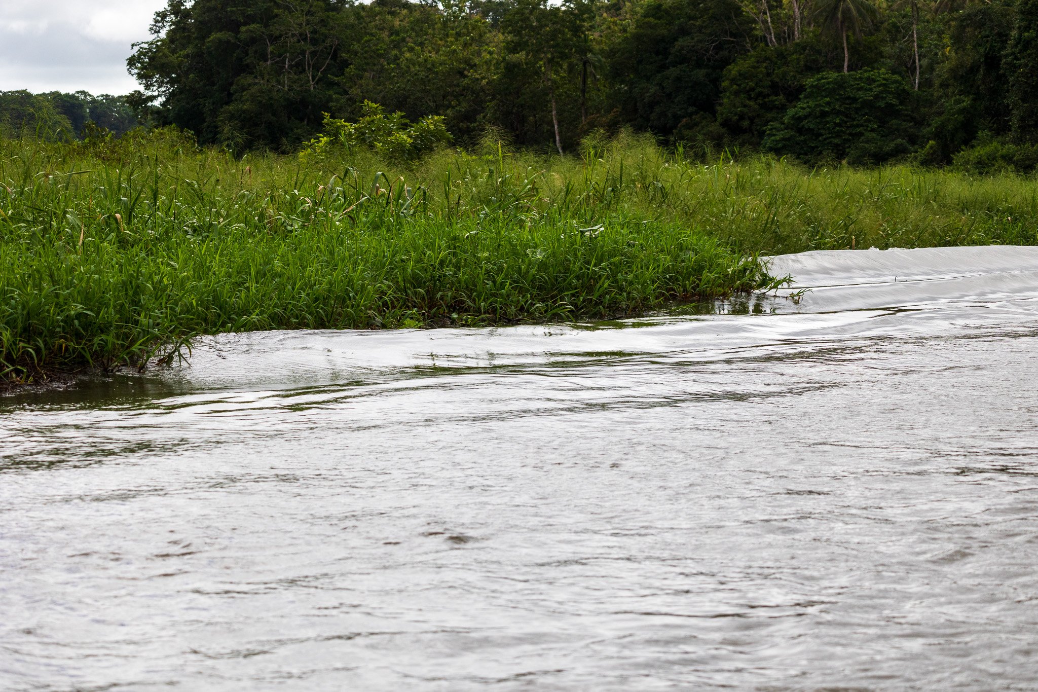 dic24tortuguero59.jpg