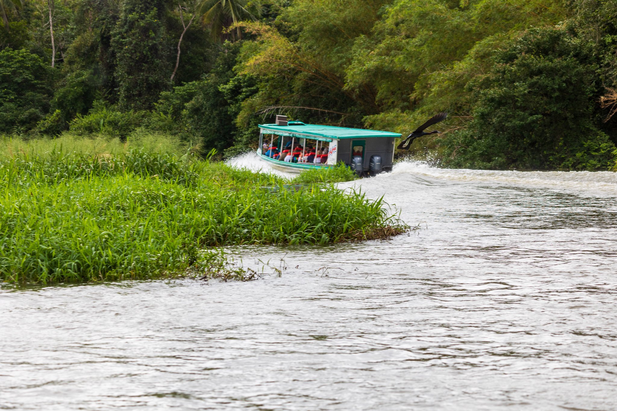 dic24tortuguero60.jpg