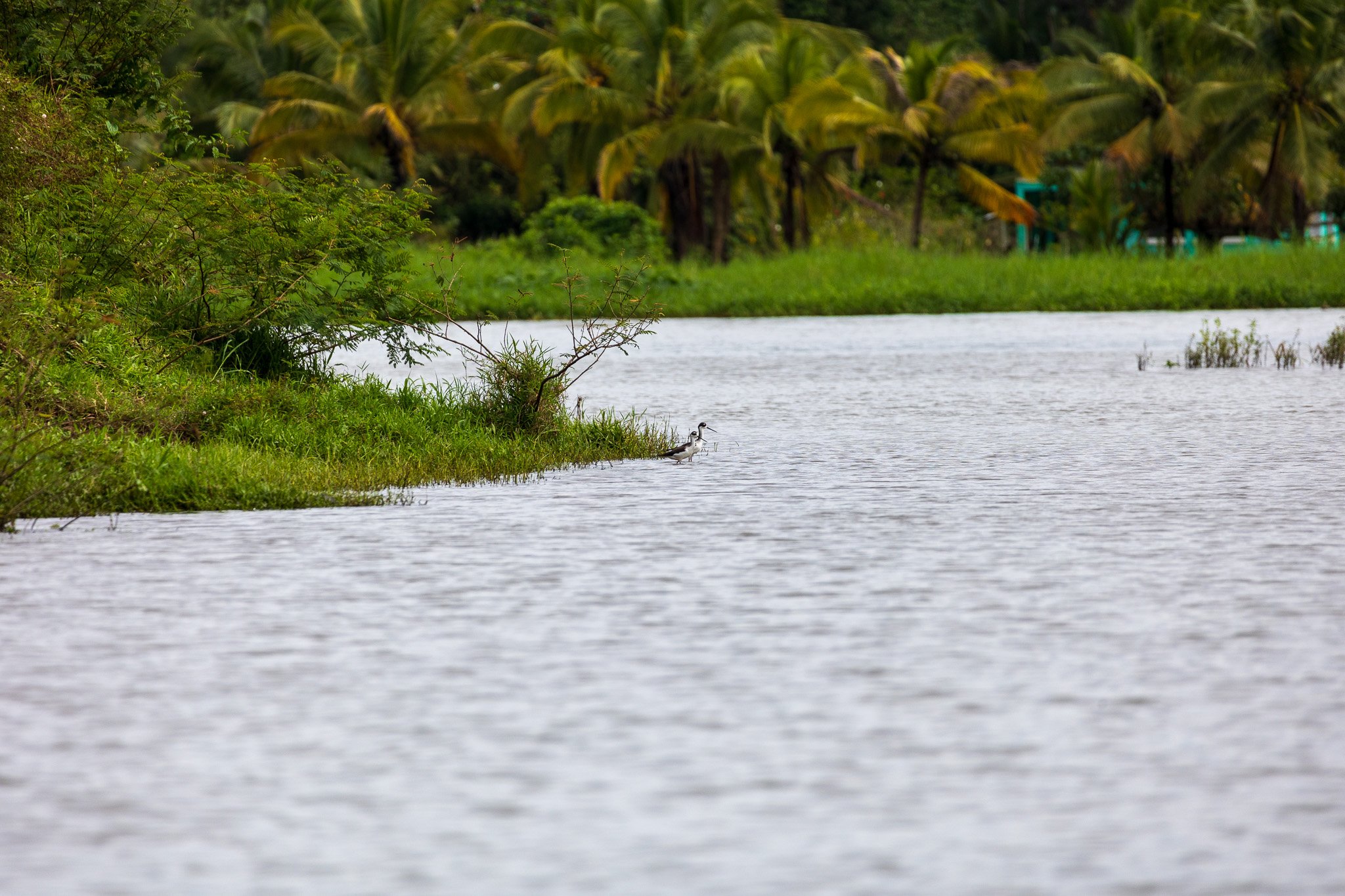 dic24tortuguero63.jpg