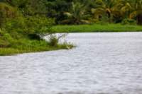 dic24tortuguero64_small.jpg