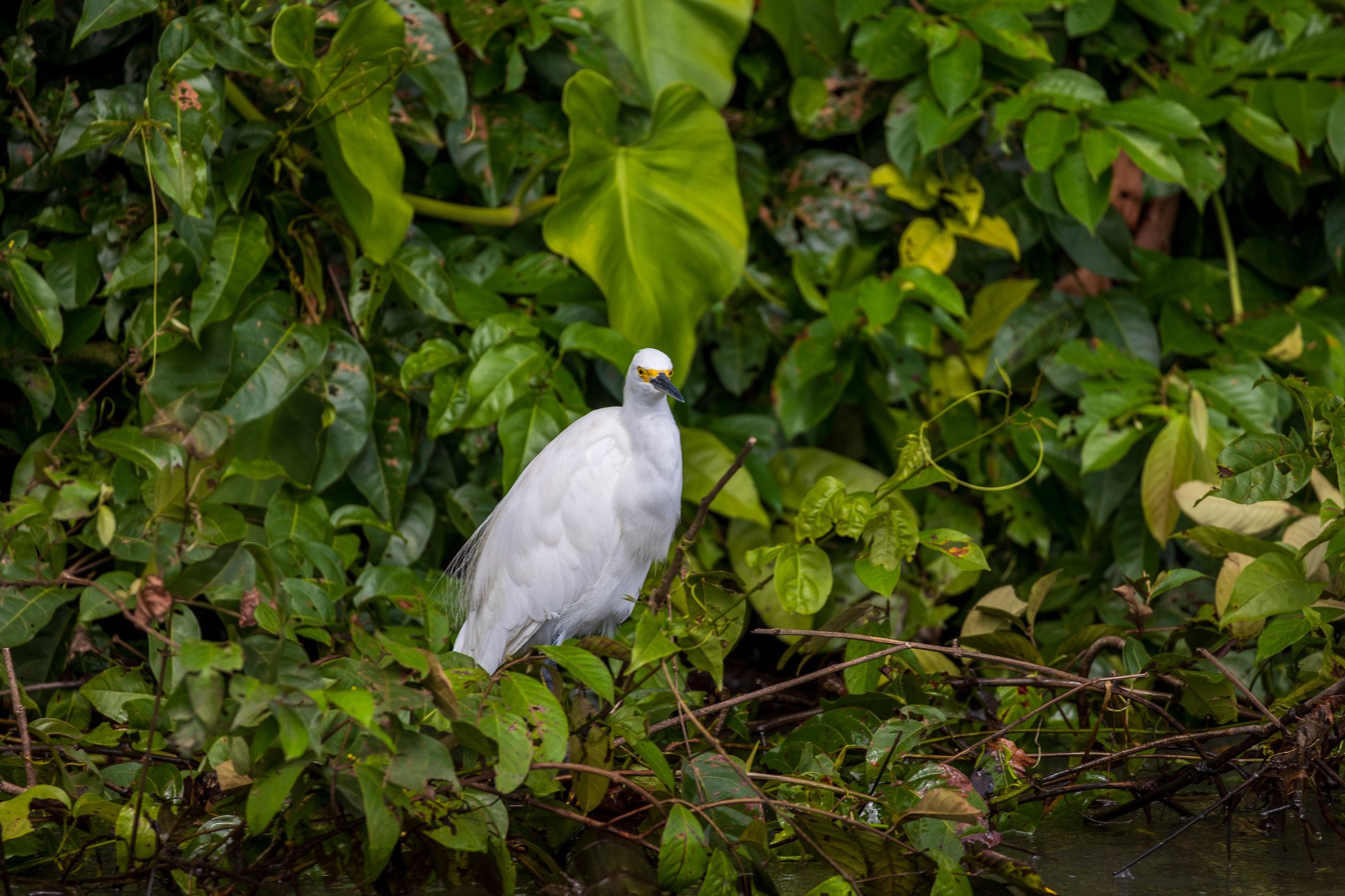 dic24tortuguero71.jpg
