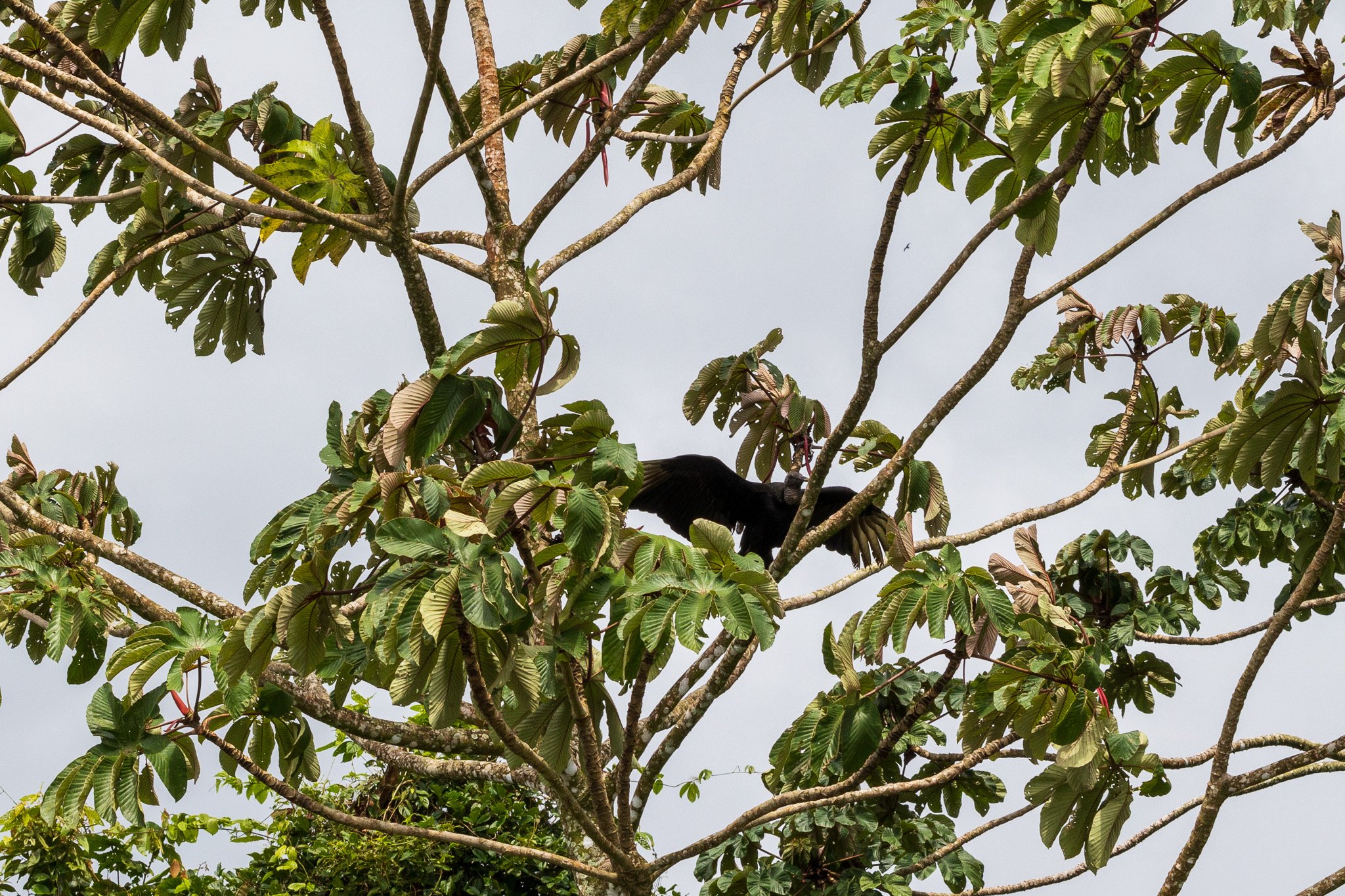 gen25arenal18.jpg