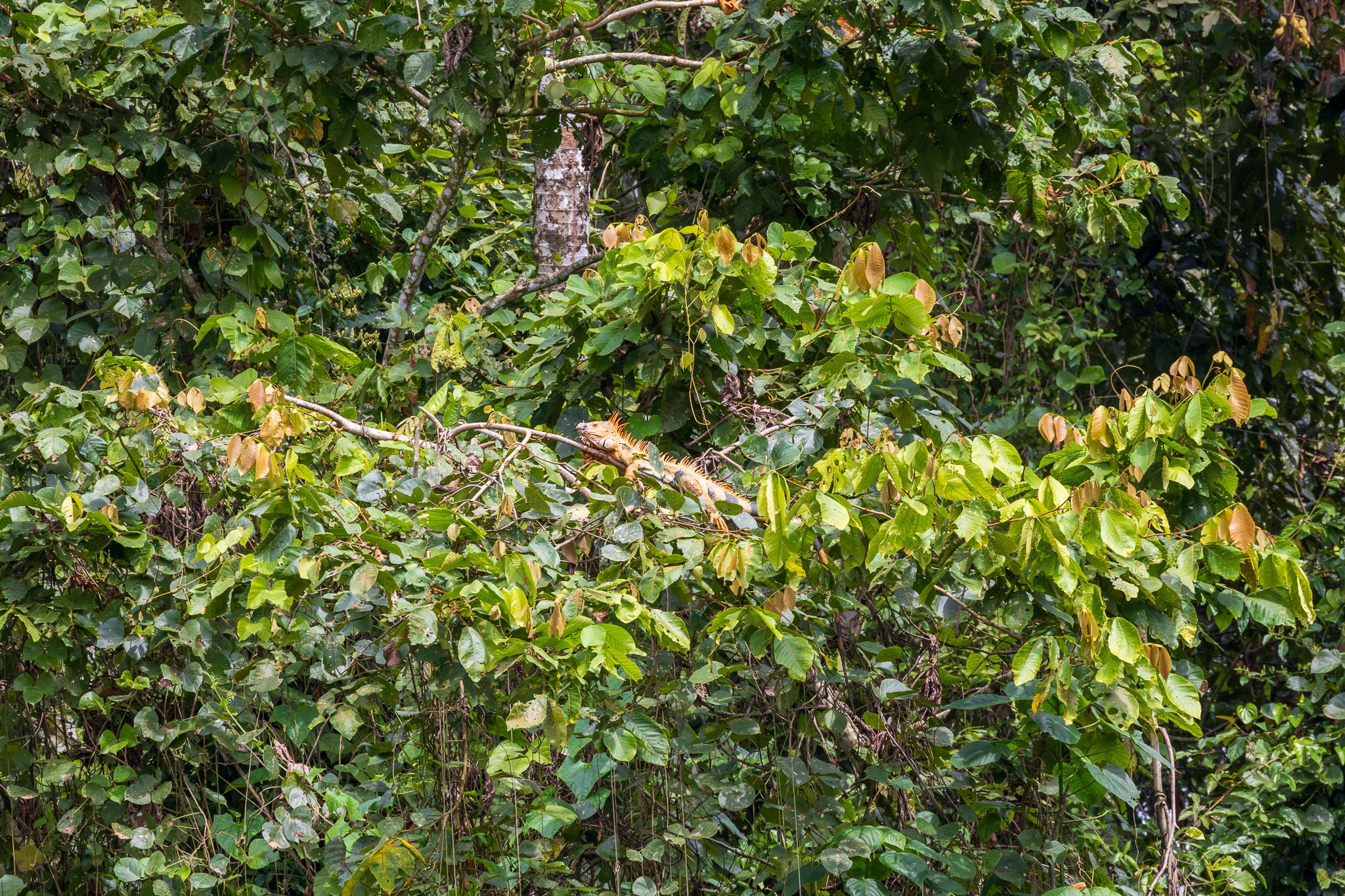 gen25arenal6.jpg