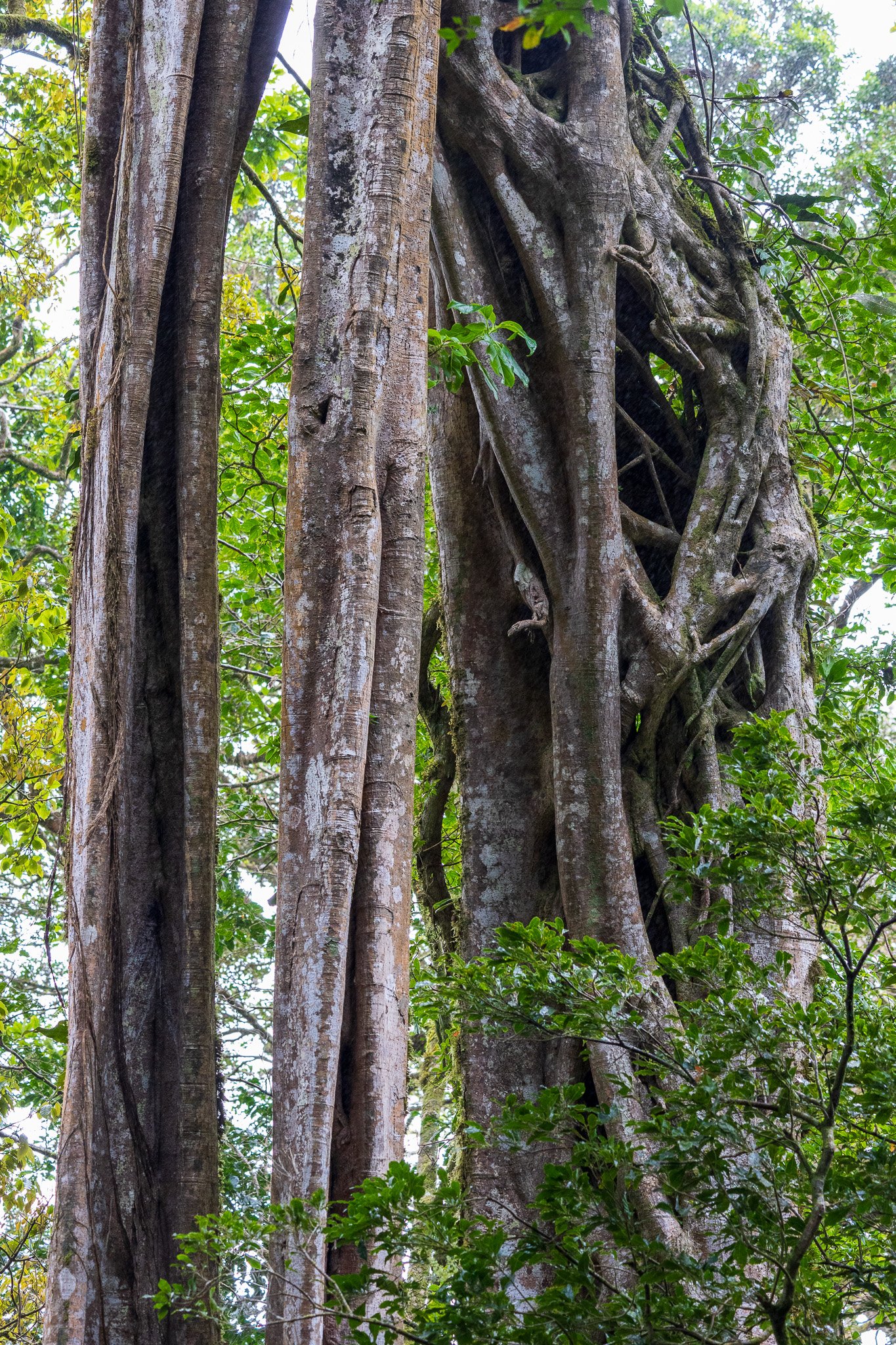 gen25monteverde117.jpg