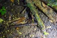 gen25monteverde131_small.jpg