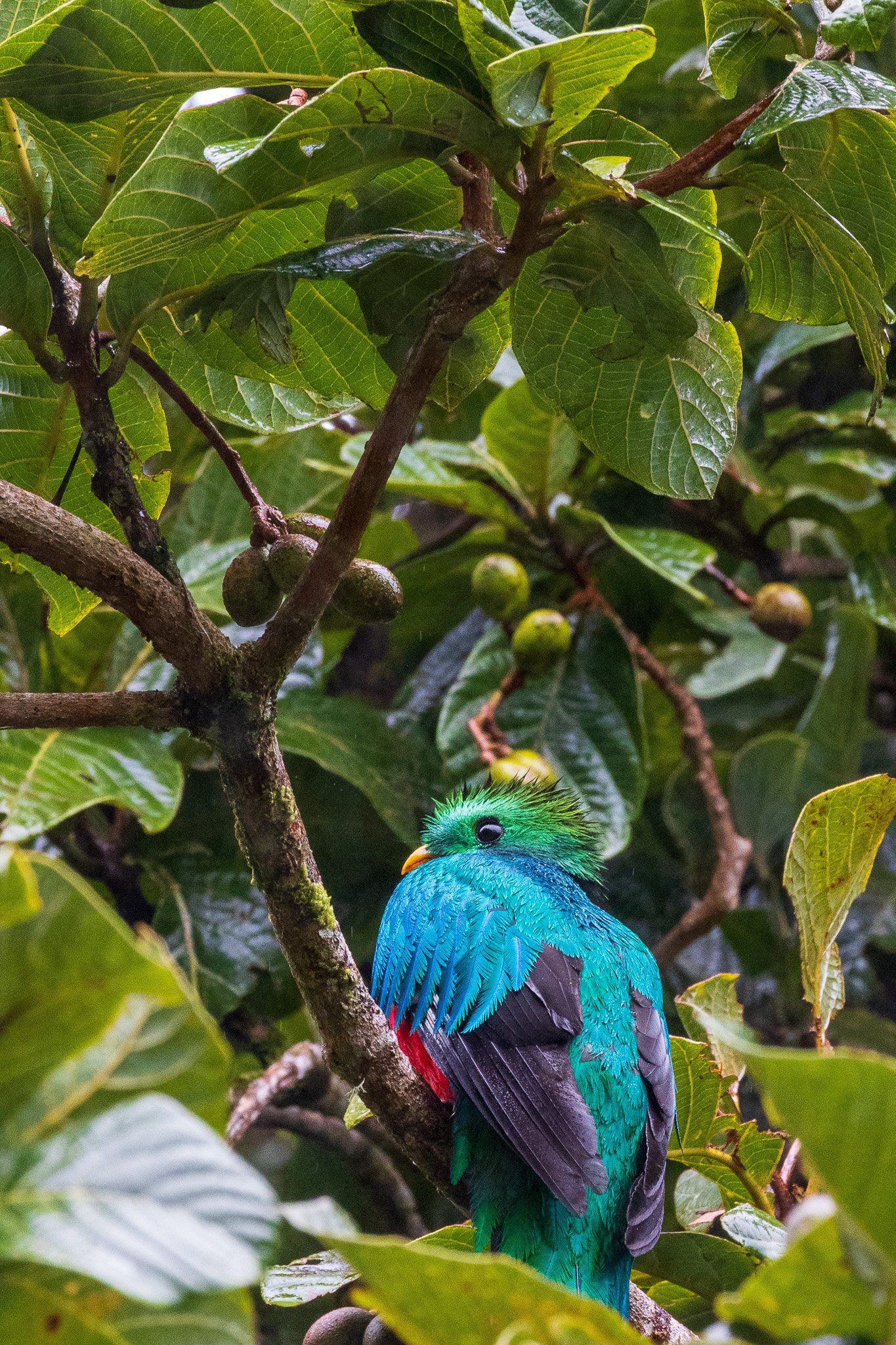 gen25monteverde50.jpg