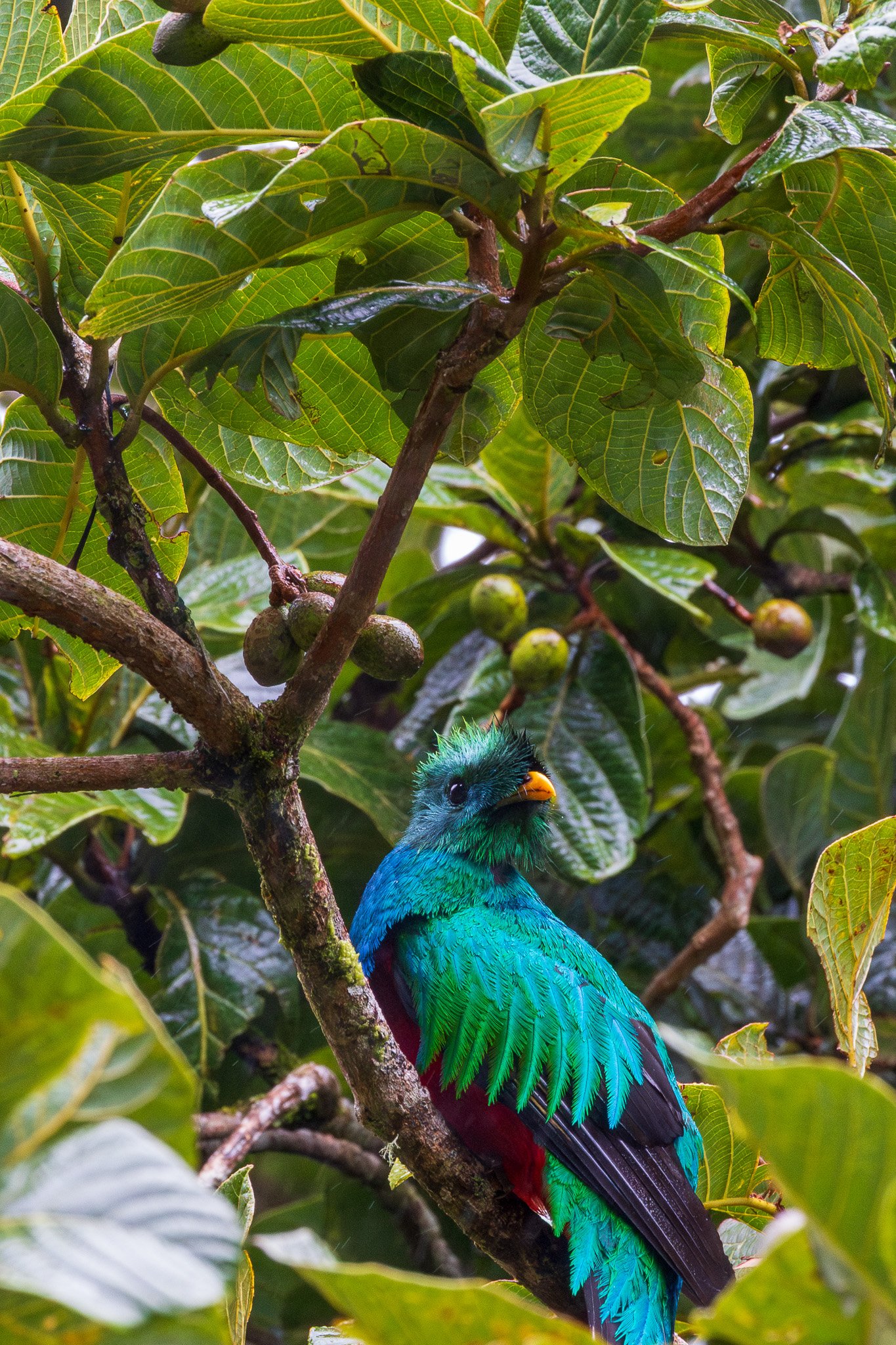 gen25monteverde57.jpg