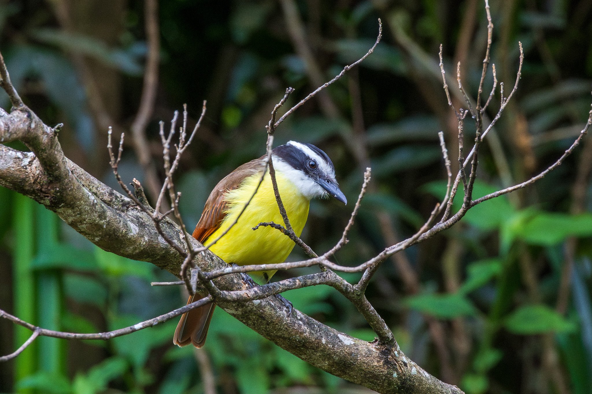 gen25monteverde6.jpg
