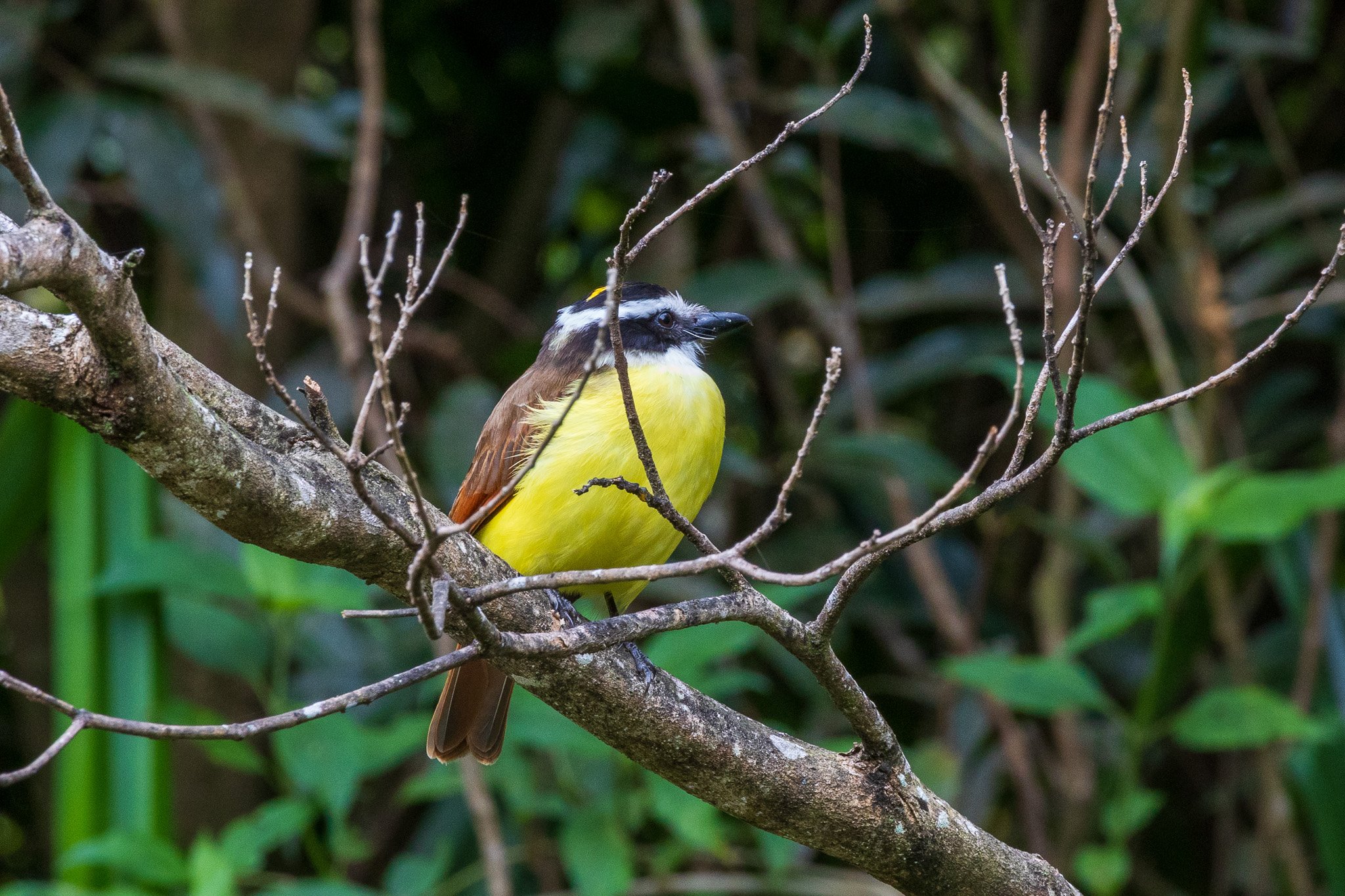 gen25monteverde8.jpg