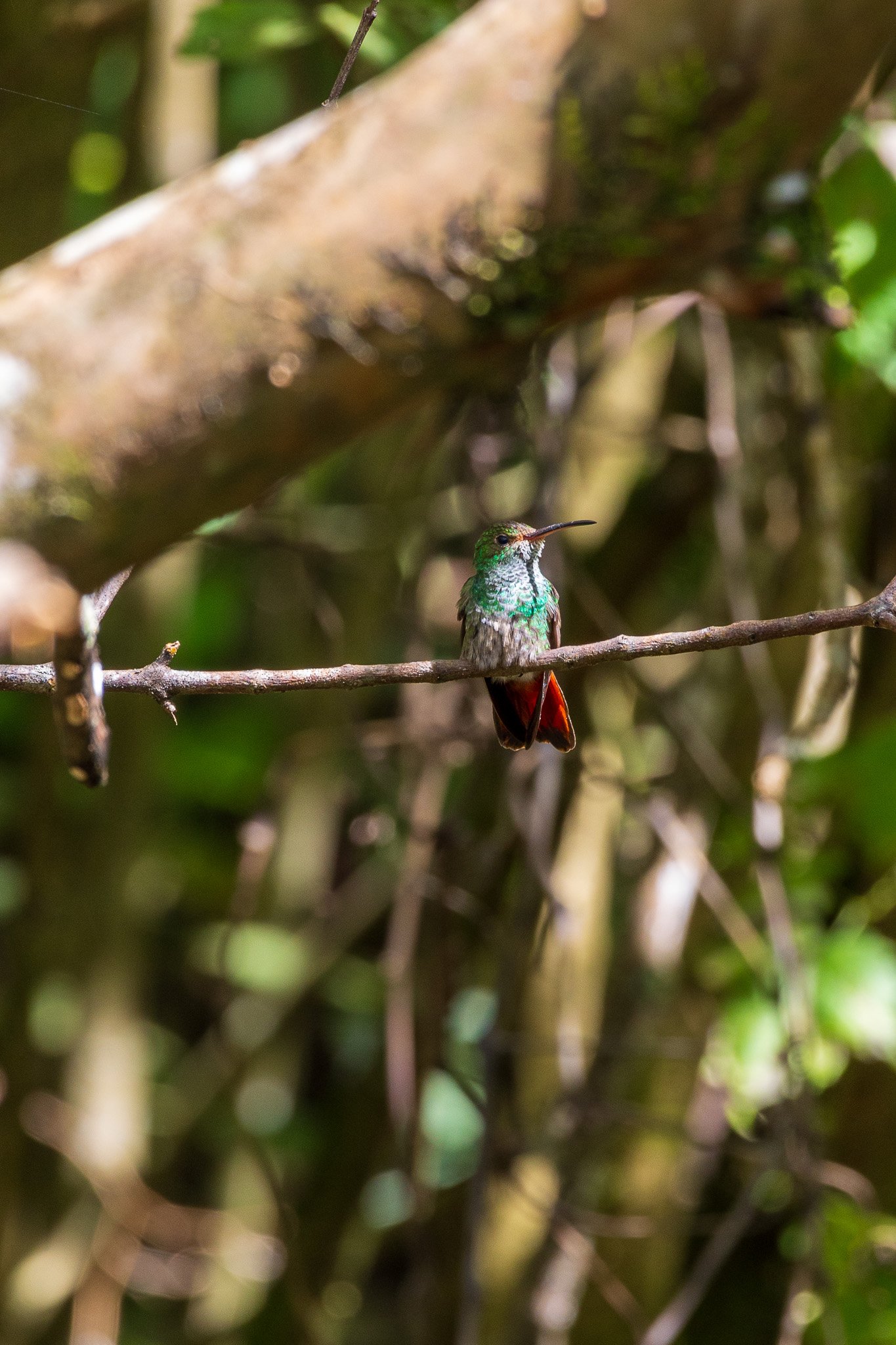 gen25monteverde69.jpg