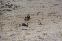 gte099_small.jpg