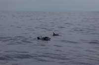 eoliegam_20230501_079_small.jpg