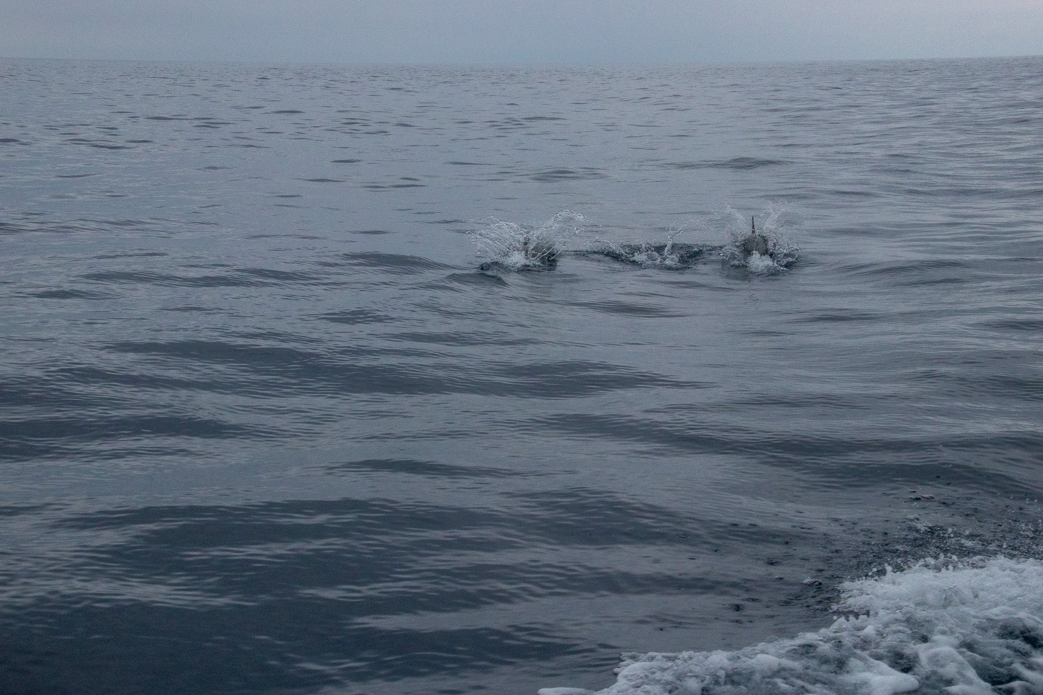 eoliegam_20230501_080.jpg