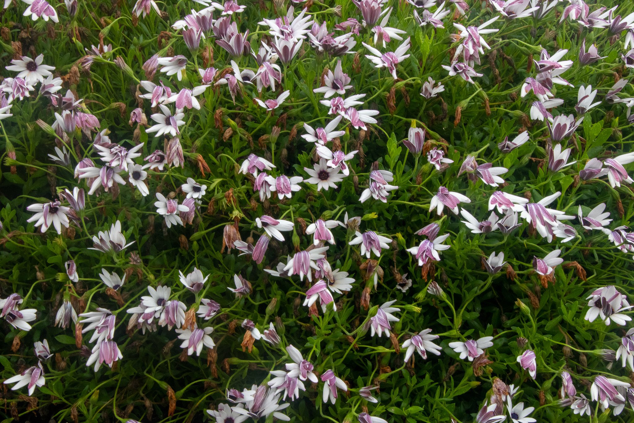 eoliegam_20230503_136.jpg