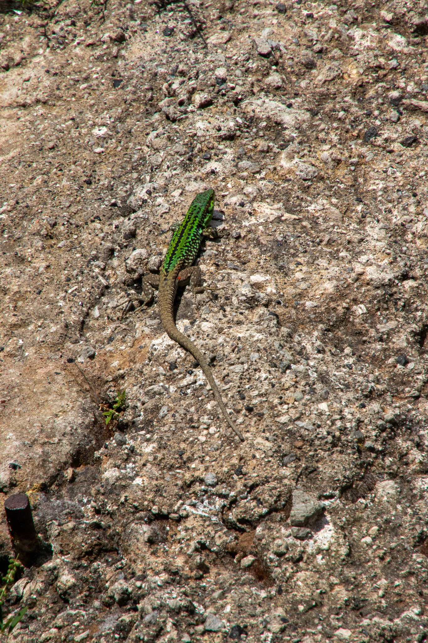 eoliegam_20230503_159.jpg
