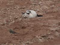 img_8379_small.jpg