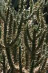 img_9491_small.jpg