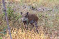 _india_18nov2023_bandhavgarh12_small.jpg