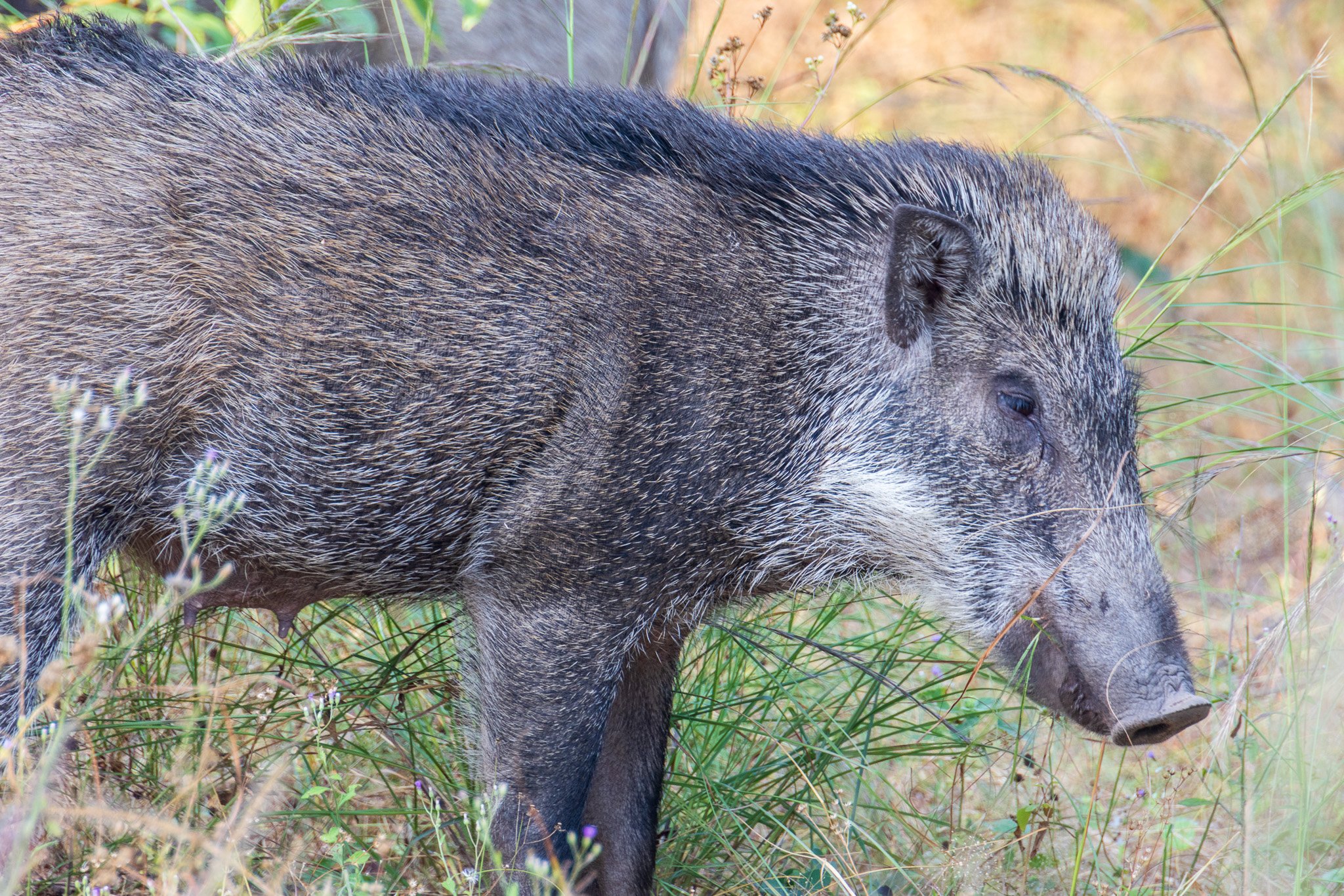 _india_18nov2023_bandhavgarh13.jpg