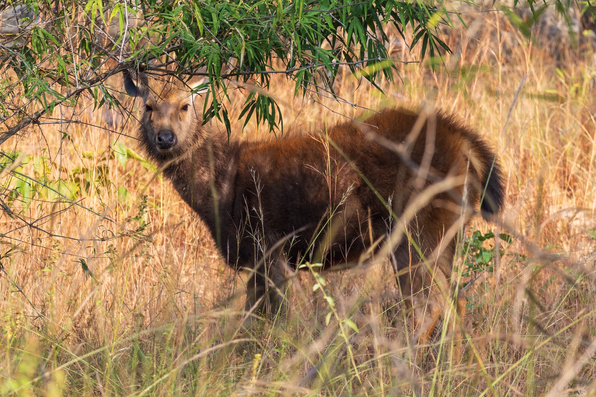 _india_18nov2023_bandhavgarh14.jpg