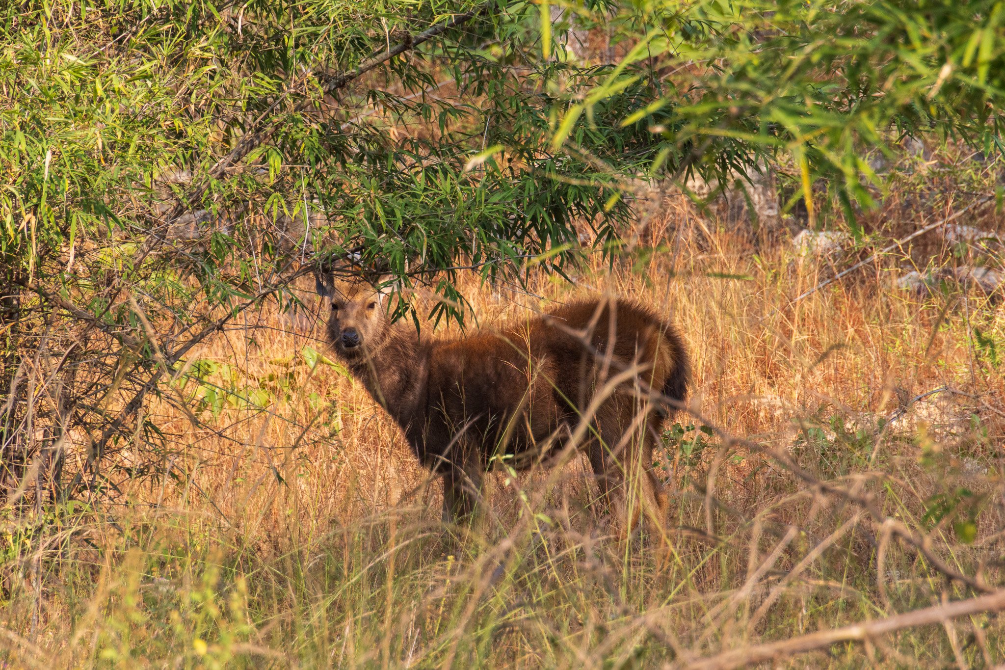 _india_18nov2023_bandhavgarh16.jpg