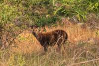 _india_18nov2023_bandhavgarh16_small.jpg